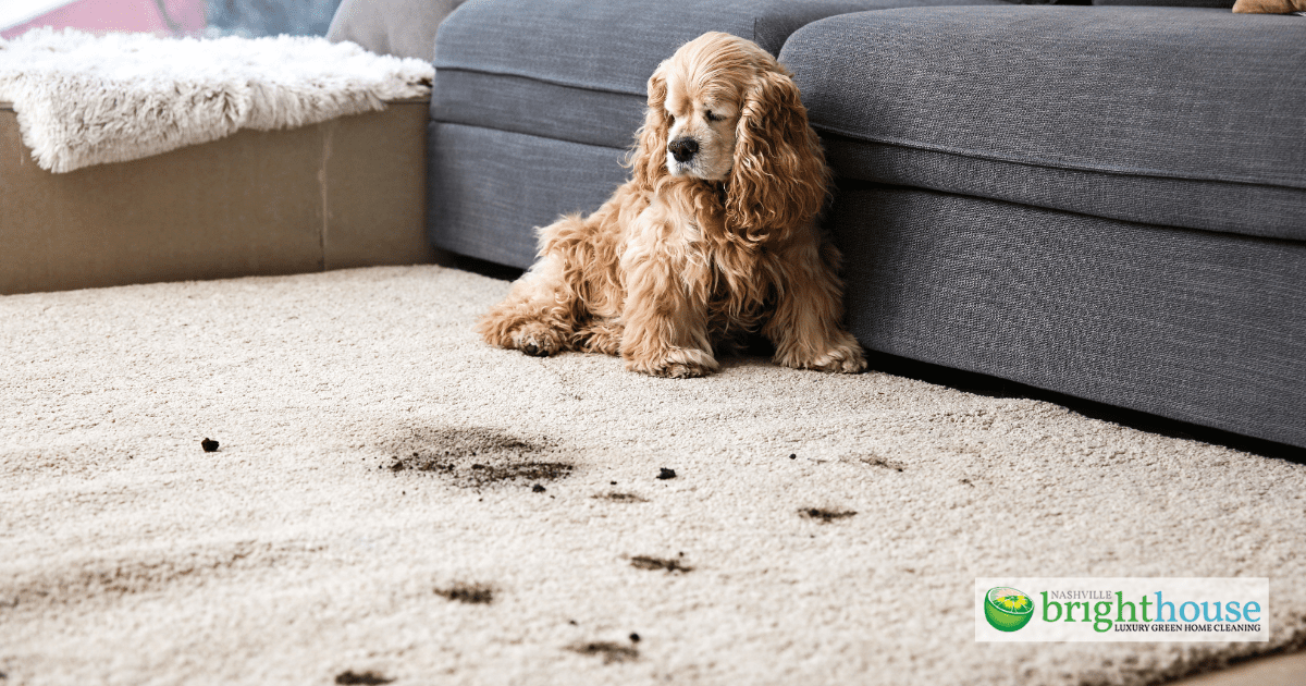 Why More Brentwood Families Choose Recurring Cleaning Plans Why More Brentwood Families Choose Recurring Cleaning Plans